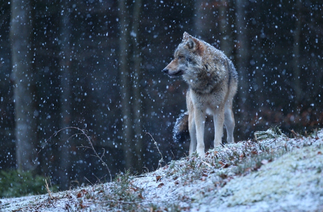 Wzrost agresji wilków w gminie Narewka budzi niepokój mieszkańców